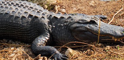 Zderzenie ciężarówki z aligatorem gigantem