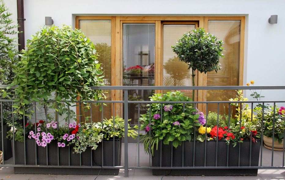 Rośliny doskonale sprawdzą się do osłonięcia balkonu - Tanouchka/stock.adobe.com