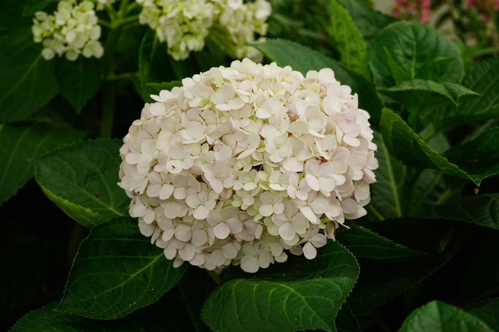 Hortenzia.
