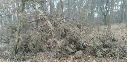 Jego pechowy spacer z psem trwał 11 godzin. "Pomoc nadeszła w ostatniej chwili"