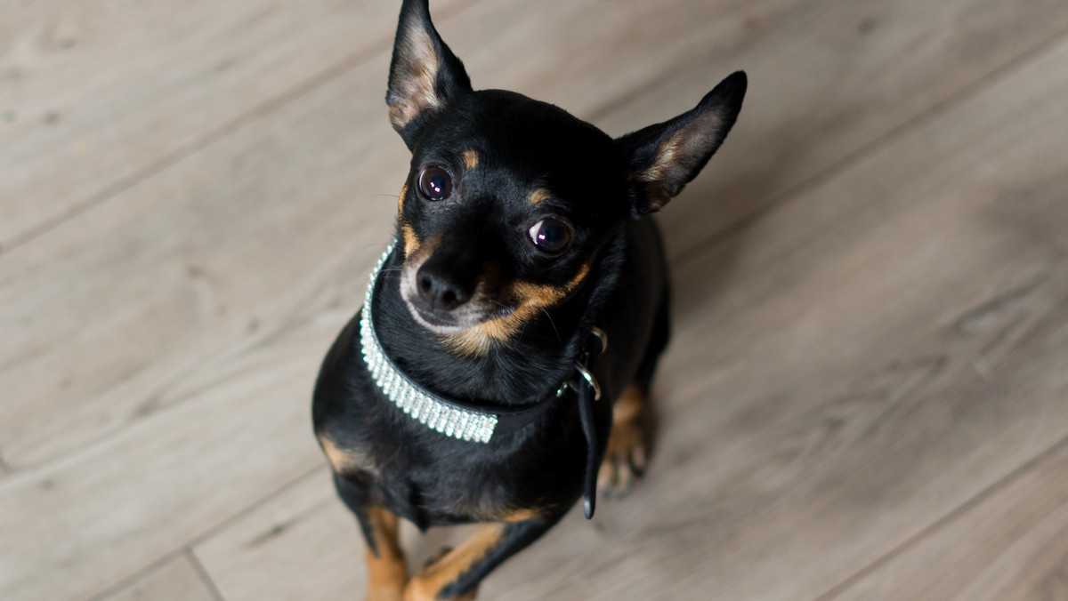 Ratlerek, czyli pinczer miniaturka – odważny pies do towarzystwa