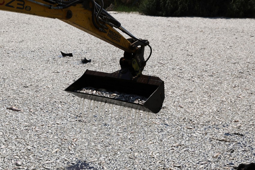 Čišćenje uginulih riba u Volosu