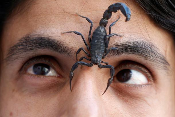 A scorpion walks on the face of Palestinian man Nabeel Mussa, who keeps scorpions and snakes as a ho