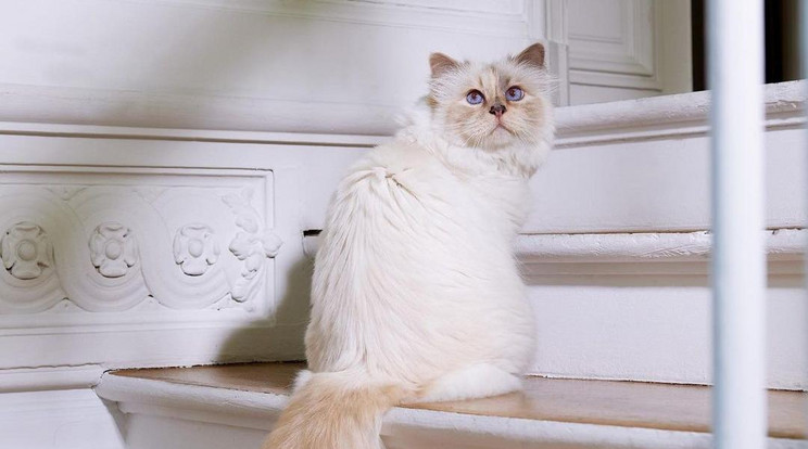 A 85 évesen elhunyt divatguru cicájánál aligha van elkényeztetettebb házi kedvenc / Fotó: Instagram