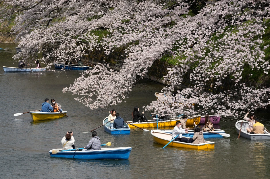 Cvat trešanja u Tokiju