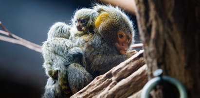 Oto najmniejsze małpki świata. Bliźniaki wielkości kciuka przyszły na świat w Chorzowie