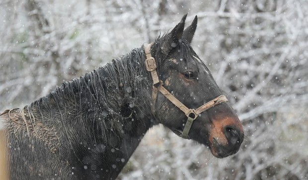 Tri prekrasna konja galopirala u Čačku