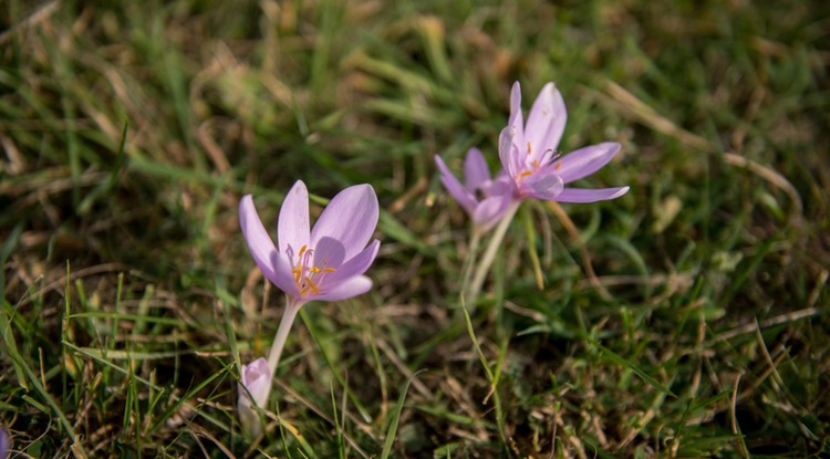 Virágzik az őszi kikerics (Colchicum autumnale) a Mecsekben, Kisújbánya közelében 2020. szeptember 23-án.