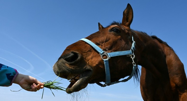 A stranger stroked my horse, could he have infected it? one caller asked France's police emergency line