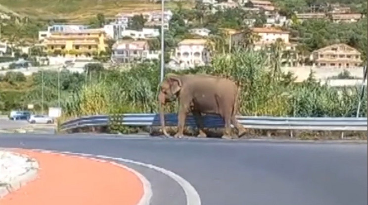 Elszabadult egy elefánt Olaszországban / Fotó: BBC/pillanatkép a videóból