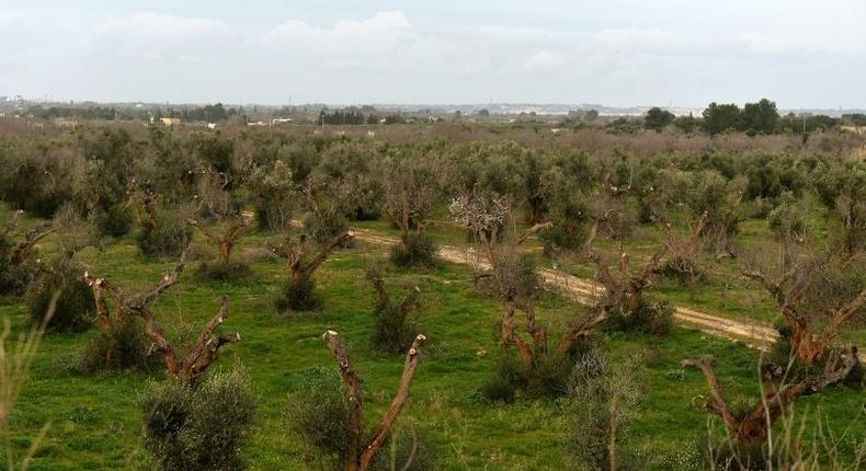 Olive trees infected by the bacteria Xylella Fastidiosa are seen in Italy's Puglia region in 2016