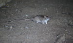 Plaga szczurów w stolicy