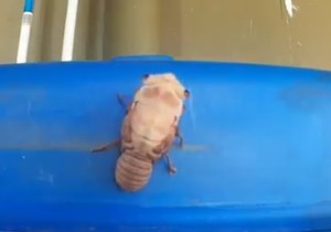 buba_foto Youtube-Semar Mendemjpg