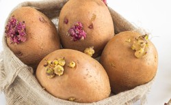 Kiedy ziemniaki stają się trujące? Trzeba zwrócić uwagę na kolor