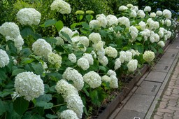 zrób to w marcu, aby twoje hortensje nie pokładały się latem. ten sprytny patent skutecznie usztywni łodygi i podtrzyma ciężkie kwiaty jak zrobić podpory do hortensji