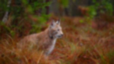 #PiątkaDlaRysia - akcja kanału Nat Geo Wild i WWF Polska na rzecz rysia nizinnego