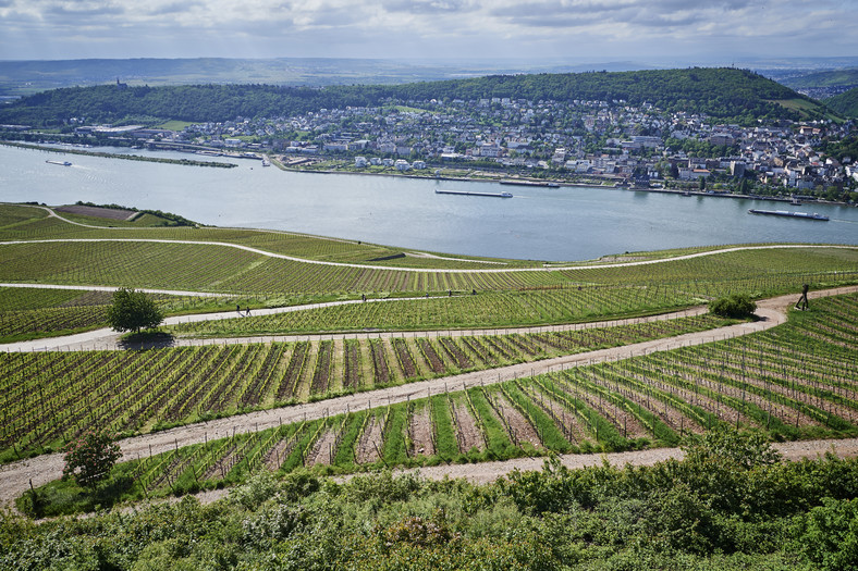 Hesja  region Rheingau nad środkowym Renem