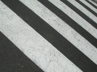 Egzamin z zebry obowiązkowy