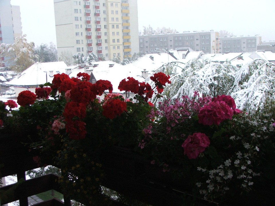 Krzysztof Rak - Pelargonie w śniegu.