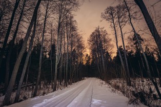 Powstanie plan zarządzania Puszczą Białowieską. Przygotuje go zewnętrzna firma