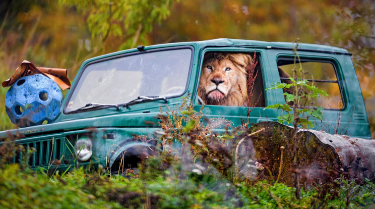 Zumba, a fehér oroszlán safari autót vezet / Fotó: Profimedia
