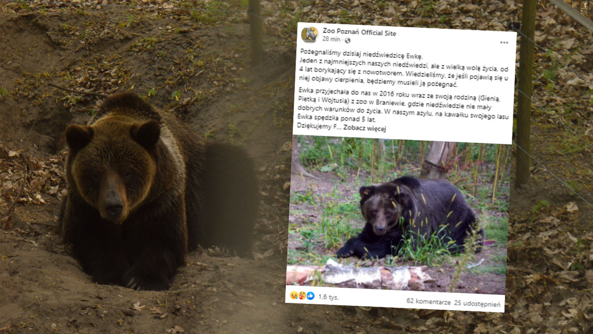 Poznań. Zoo w Poznaniu pożegnało niedźwiedzicę Ewkę 