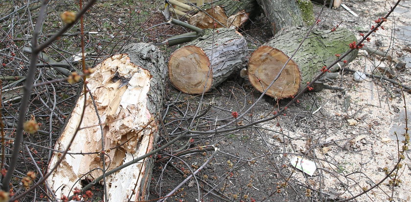 Tragedia w Jaszczołtach. Kłoda przygniotła 7-latka. Malucha nie udało się uratować