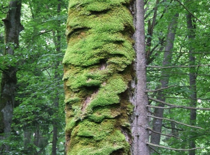 Uroki Puszczy Białowieskiej © www.tydecydujesz.org Fot. Jacek Winiarski