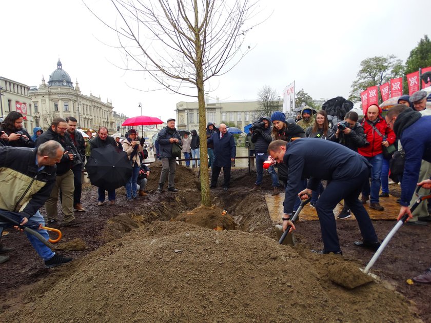 Nowe drzewo w miejscu Baobabu na placu Litewskim