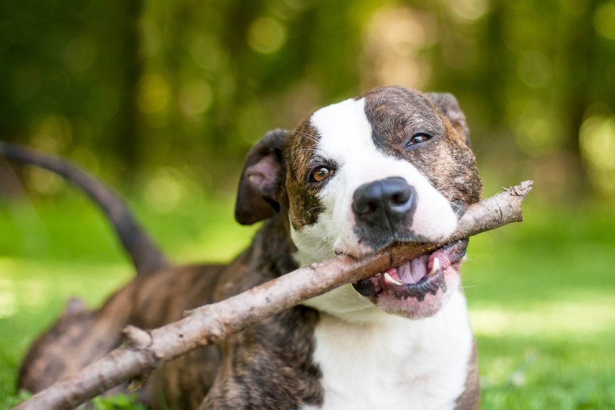 Americký pitbulteriér..