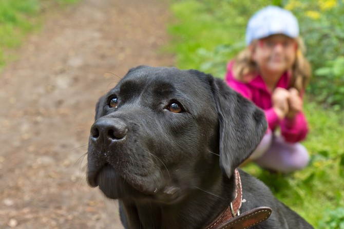 Labrador