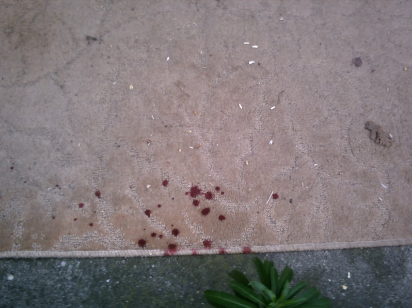 Tragovi krvi u dvorištu