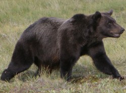 Sezon na grizzly w kanadyjskich Górach Skalistych