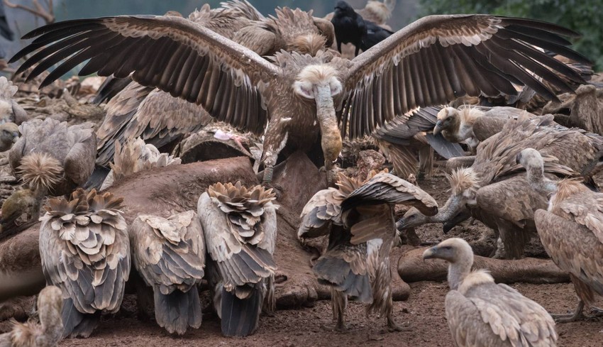 Pored uvačkog, u Srbiji postoje još tri hranilišta beloglavog supa: nedavno otvoren na Pešteri, u kanjonu Mileševke kod Prijepolja i Trešnjica nadomak Ljubovije