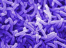 vibrio-bakt-d0000141564351cab7e09
