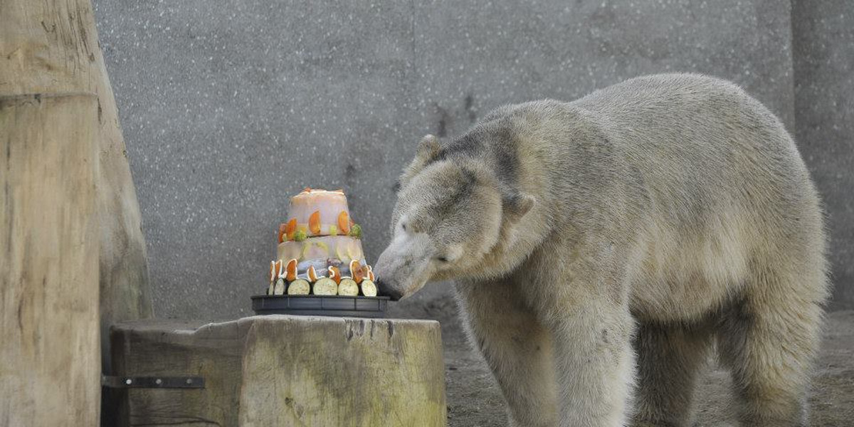 Niedźwiedzie polarne z warszawskiego zoo obchodziły 4 urodziny