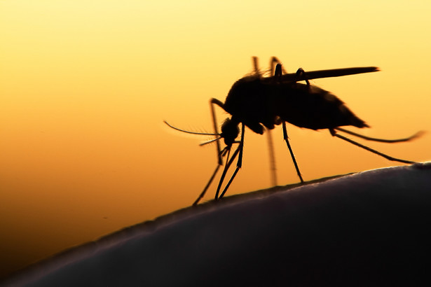Uwaga, komary! Włosi pokochali aplikację, która pomaga je identyfikować