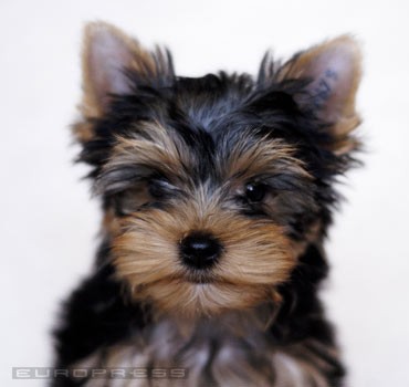 18424_35010-yorkshire-terrier-d0000C272f6377399e6b1