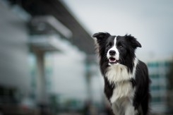 Psy i koty chorują jak my. Przez smog ich płuca przypominają płuca górników