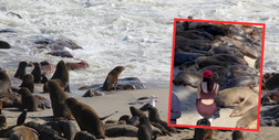 Kontrowersje wokół selfie z lwami morskimi. "Zamiast zdjęcia miał sześć dziur w nodze po jego zębach"