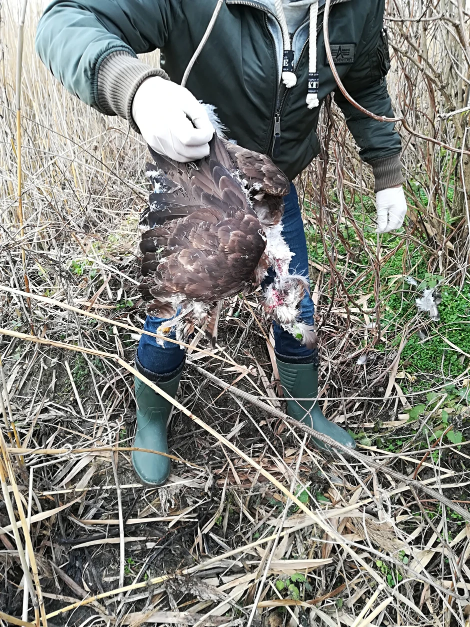 U poslednjih mesec dana u Srbiji je otrovano sedam zaštićenih životinja 
