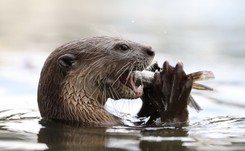 W ogrodach zoologicznych w USA szczepią zwierzęta podatne na COVID-19