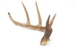 Rewolucyjny lek z poroża jeleni. Wyleczy trudno gojące się rany [WIDEO]