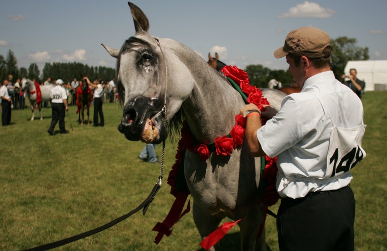 W tym roku szejkowie znowu przywieźli do Janowa walizki pełne pieniędzy. Do kupienia jest kilkadziesiąt koni