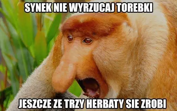 Losowy meme z nosaczem sundajskim