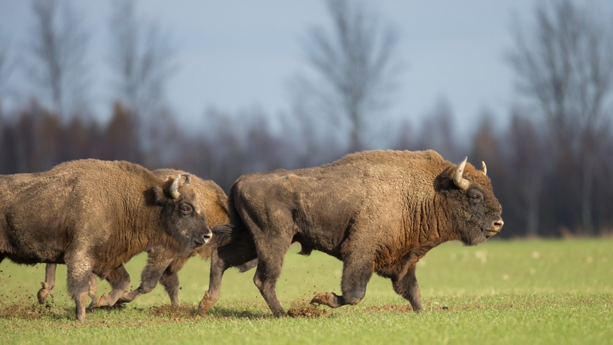 Bieszczady: żubry jeszcze nie zimują