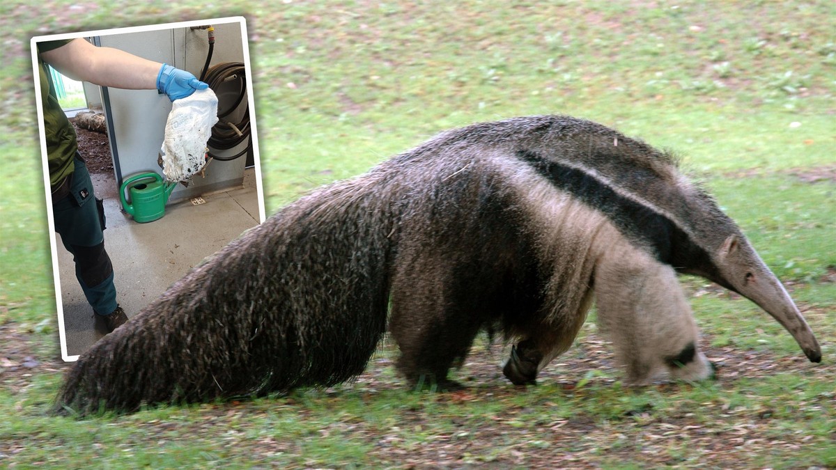 Zużyta pielucha na wybiegu w zoo. "To nie tylko brak szacunku. To przekroczenie granicy"
