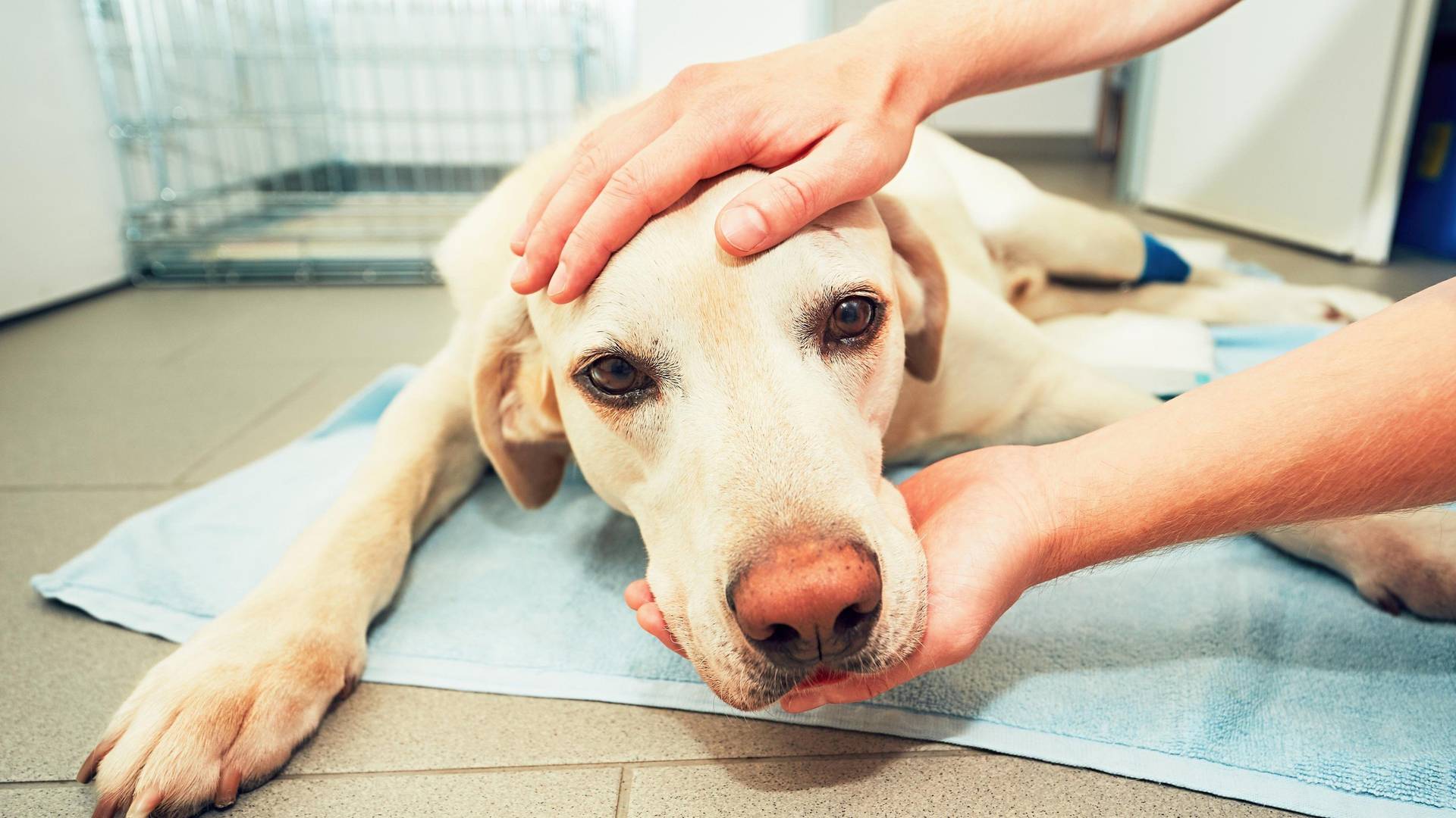 Veterinar otkrio šta ljubimci rade pred smrt i suze same idu