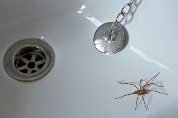 Ovaj ZAČIN je noćna mora za paukove: Evo kako da ga pravilno koristite i oterate insekte