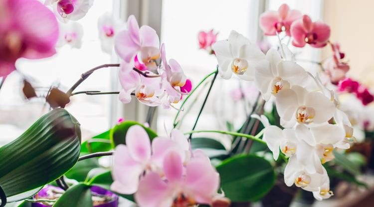 Két módszer az orchidea szaporítására Fotó: Getty Images